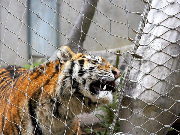 上海虎狮豹围网 猛兽笼舍网案例