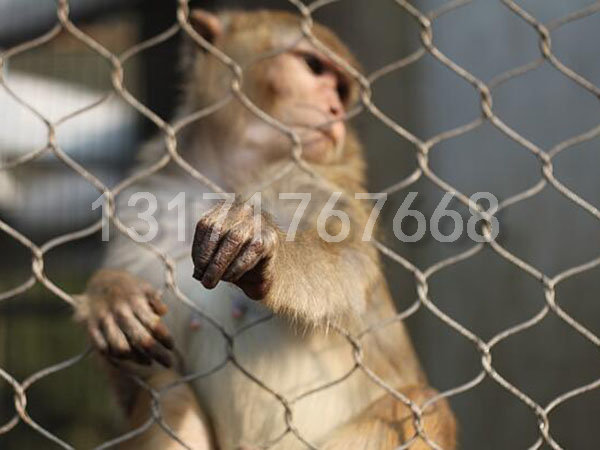 猴子围栏网 猴笼舍网案例
